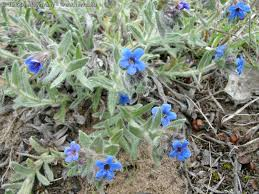 bugloss